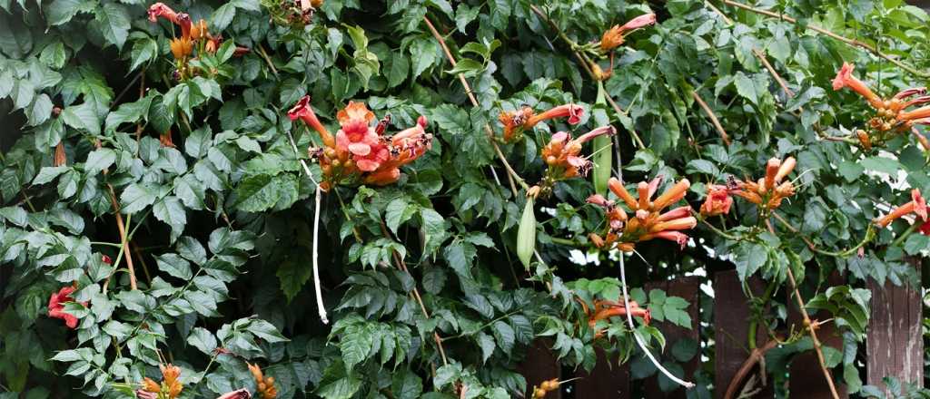La planta trepadora que compite con la buganvilla y es más fácil de cuidar