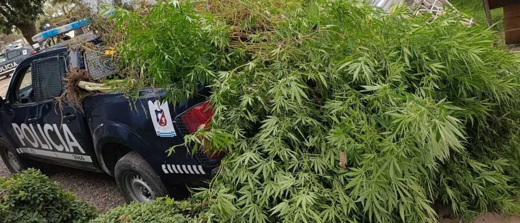 Desactivaron un vivero con plantas de marihuana de tres metros en Maip&uacute;