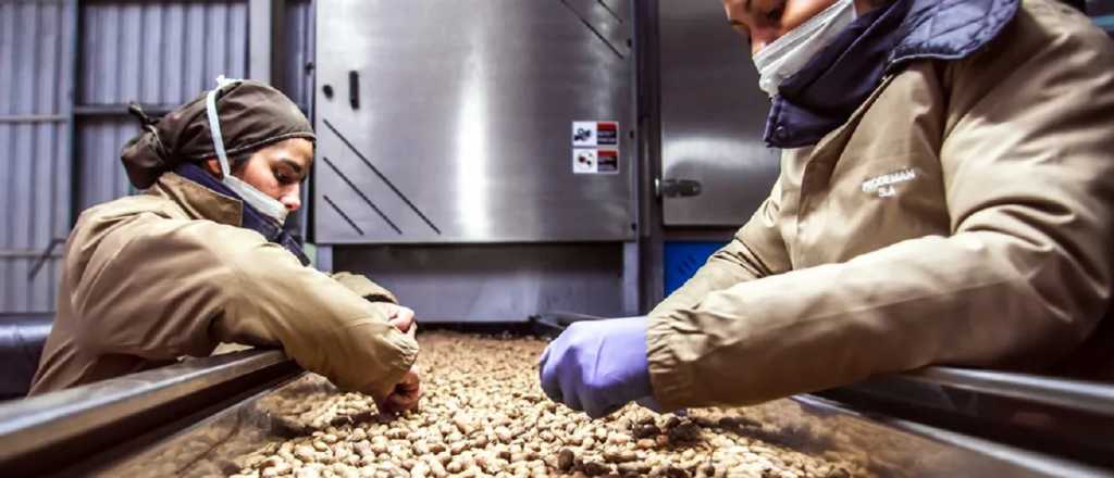 El mundo del maní se reúne en Mendoza