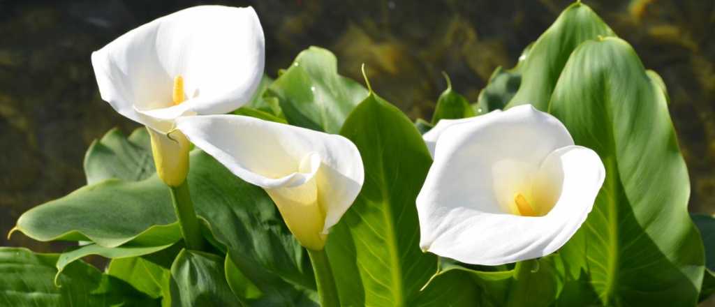 D&oacute;nde y c&oacute;mo colocar las calas en casa seg&uacute;n el Feng Shui