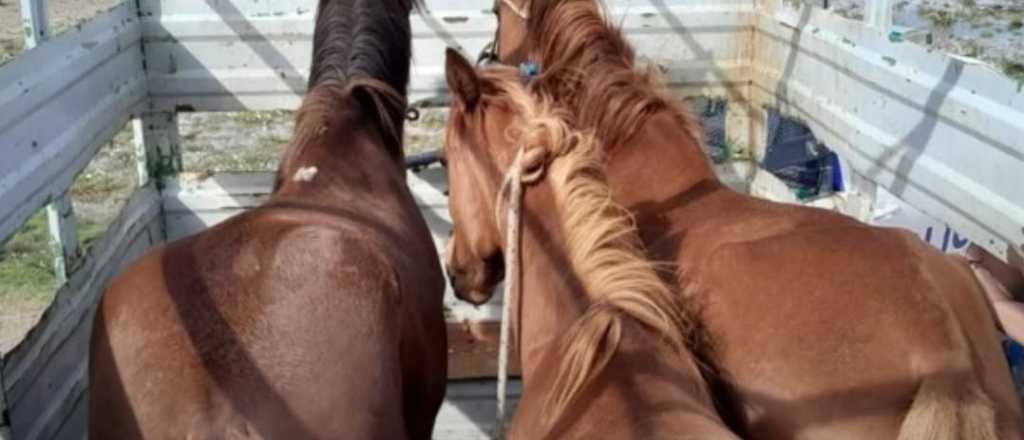 Rescataron a tres caballos en San Martín por posible maltrato animal