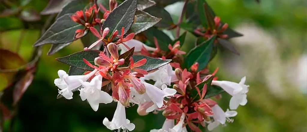 La planta que mantiene tu jard&iacute;n vivo a&uacute;n con el fr&iacute;o del oto&ntilde;o