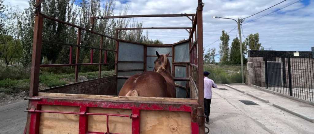 Alvear: vend&iacute;a cerdo en estado de descomposici&oacute;n
