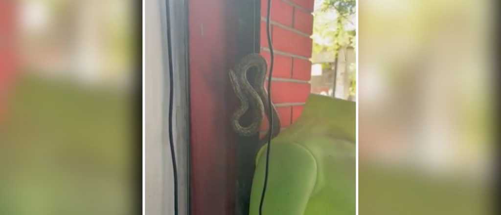 Videos: susto y sorpresa por una v&iacute;bora en local del Centro de Mendoza