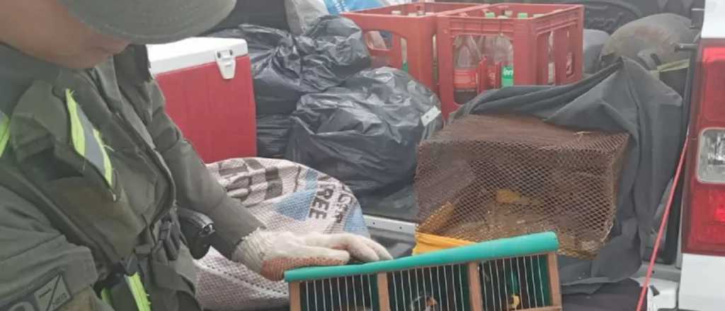 Secuestraron hojas de coca y aves en un micro que venía a Mendoza