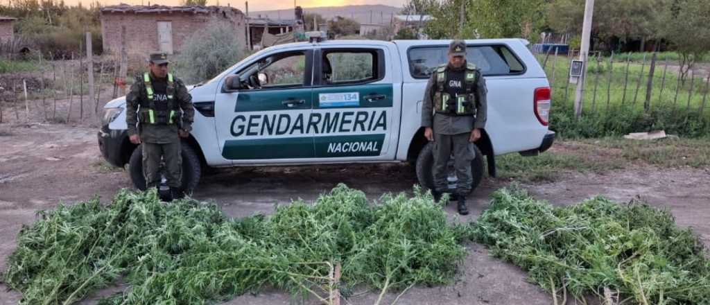 Encontraron en una casa de Lavalle plantas de marihuana de casi dos metros