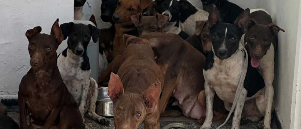 Qu&eacute; pena recibir&iacute;a el encargado del criadero de perros ilegal en Guaymall&eacute;n