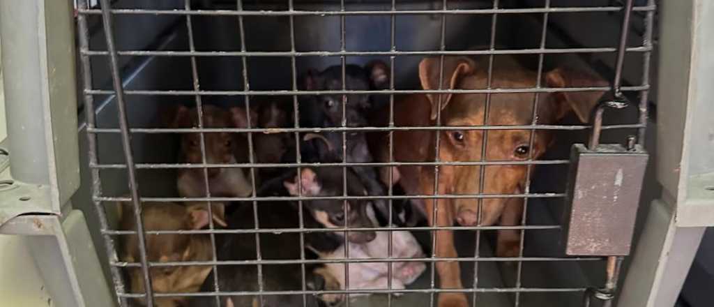 Rescataron 81 perros en mal estado de un criadero clandestino en Guaymallén