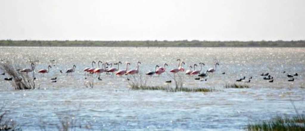 El humedal histórico de Lavalle que trasciende fronteras