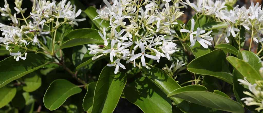 La planta perfumada que crece en maceta y transforma cualquier patio
