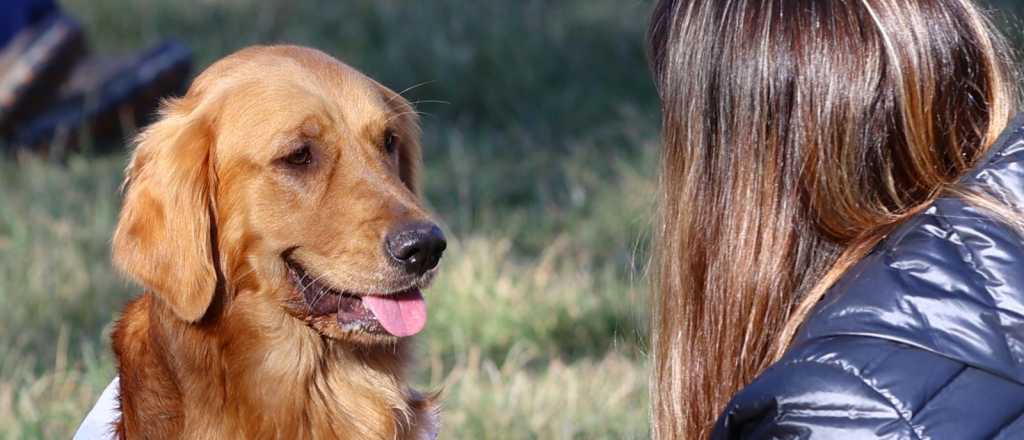 Atención gratuita para perros y gatos en Maipú: cómo sacar turnos