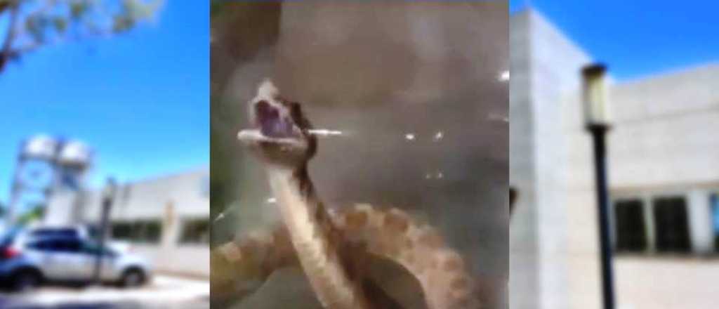 Un hombre fue mordido por una serpiente y est&aacute; internado en el Lencinas