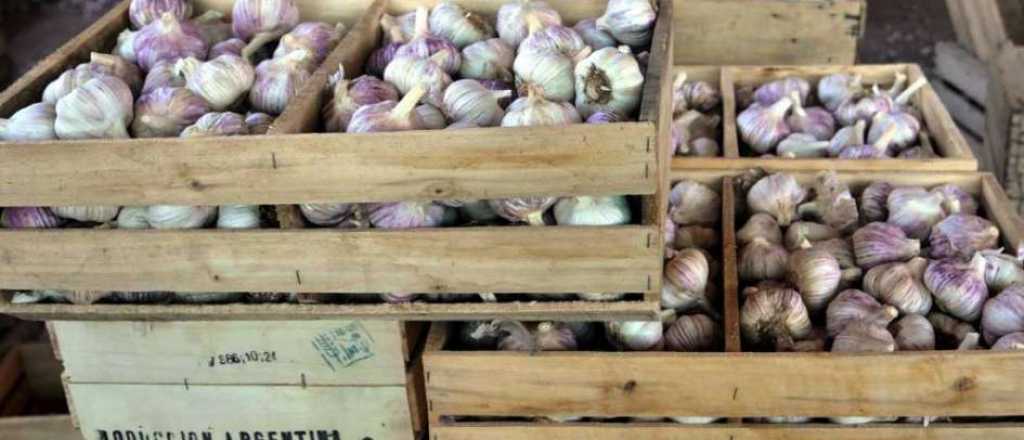 Alerta en Mendoza por posible antidumping de Brasil al ajo argentino