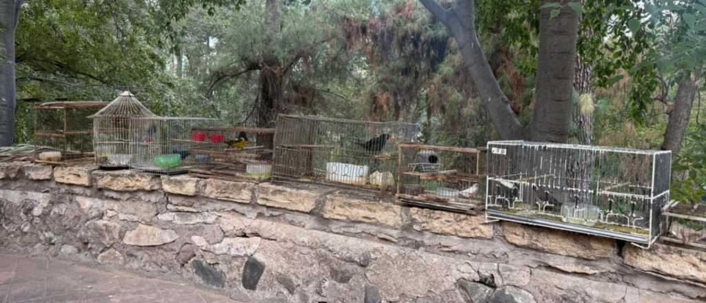 Rescataron 60 aves de la tenencia ilegal en Maipú y Las Heras