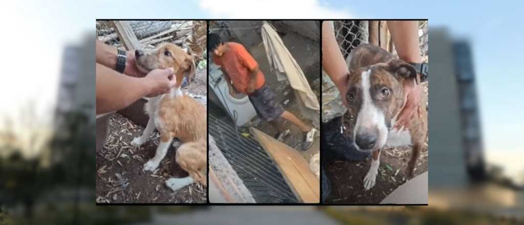 Fallo histórico por maltrato animal en Mendoza