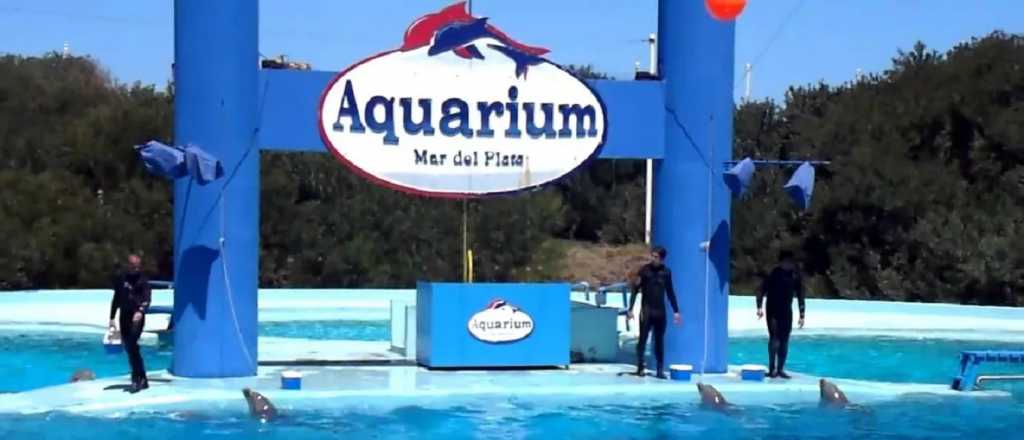 Quebró el ex acuario de Mar del Plata y 66 animales se quedaron sin hogar