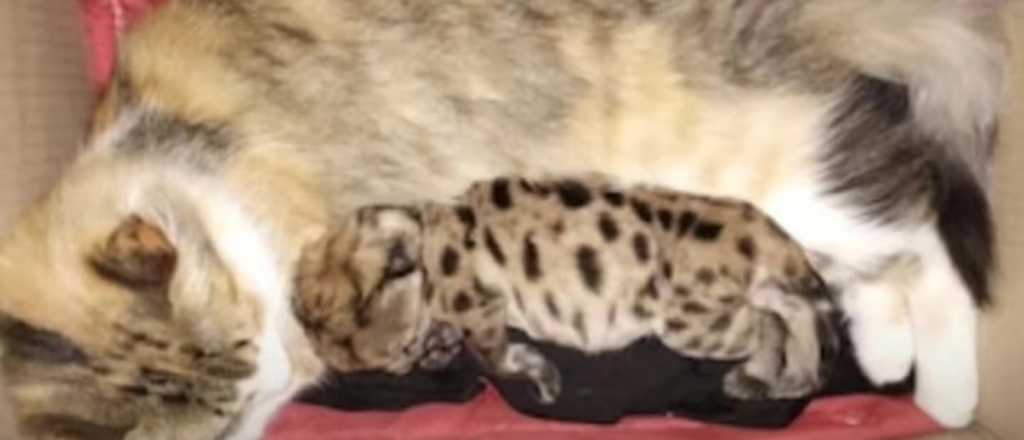 Pura ternura en Neuquén: una gata adoptó a un cachorro de puma huérfano