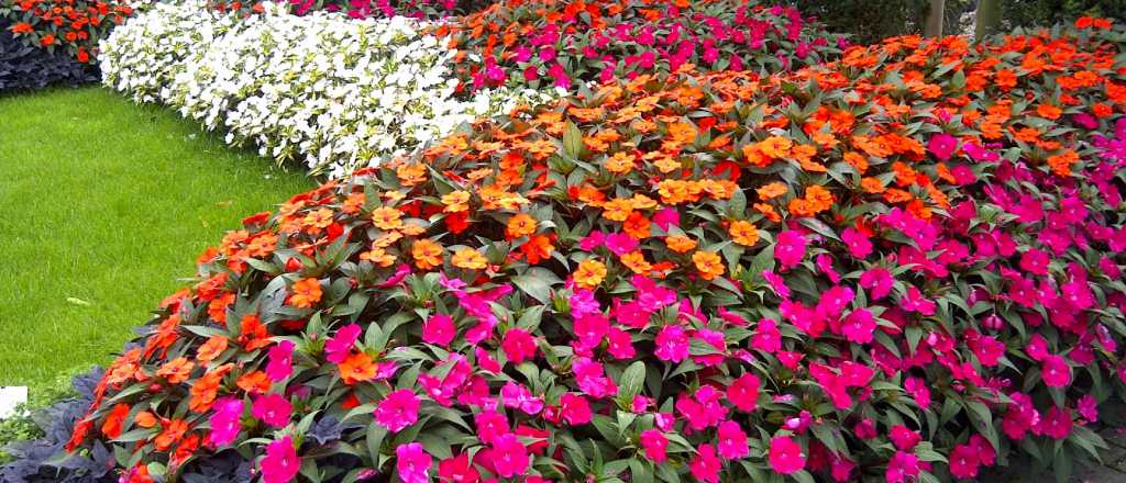 Las mejores plantas para balcones con sombra y cómo cuidarlas
