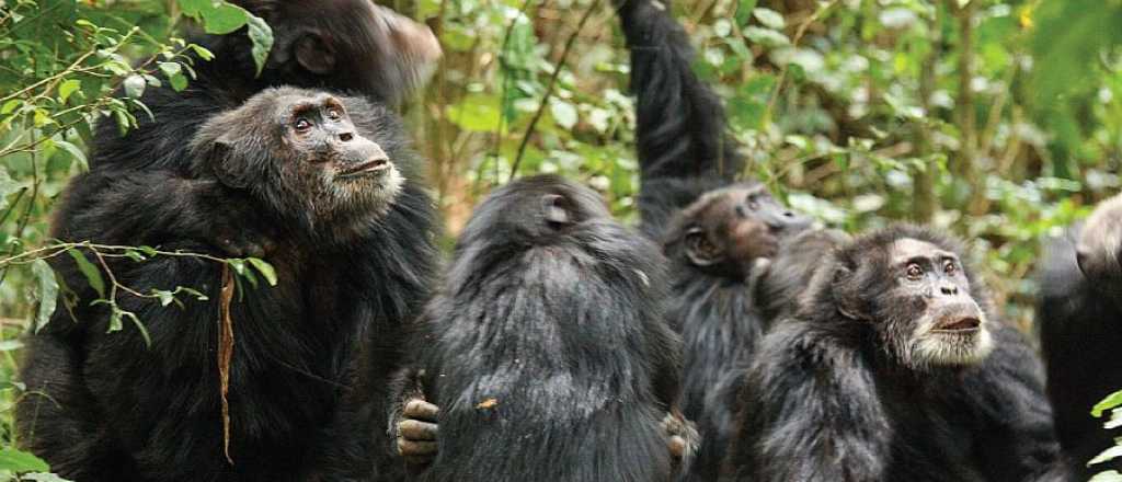 La guerra de los simios: los cuero duro contra los cuero fino