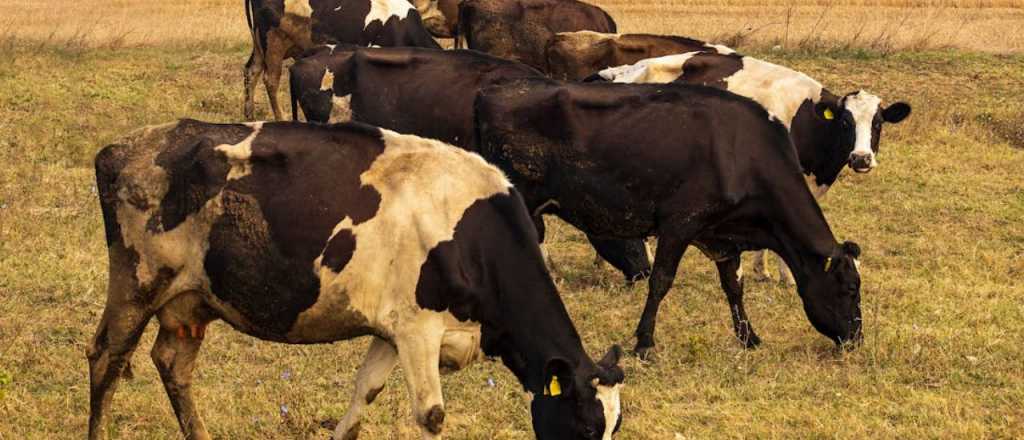 El techo que inquieta al campo: qué puede pasar con los precios de la carne