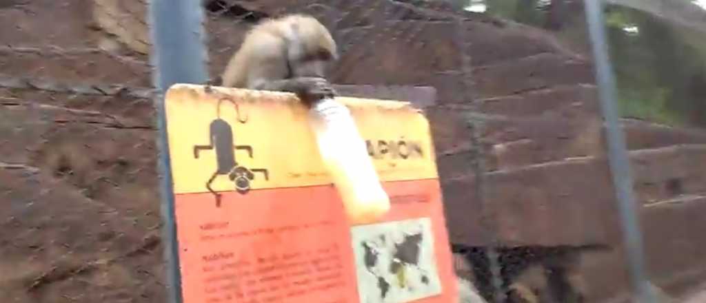 Las sorprendentes locuras de los monos del Zoo de Mendoza