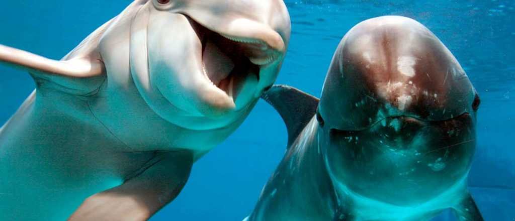 Mataron a un delfín por una selfie en San Bernardo