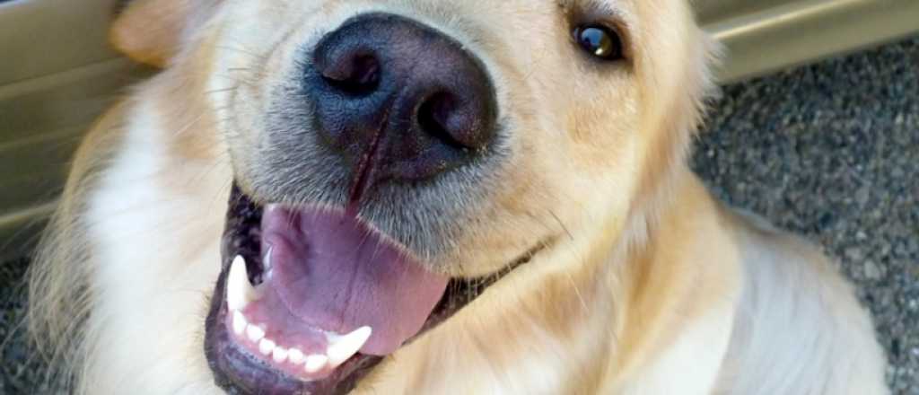 Argentina es el pa&iacute;s con m&aacute;s mascotas por habitante en el mundo