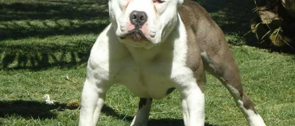 Los Pampas: la raza de perros clandestina que causa p&aacute;nico