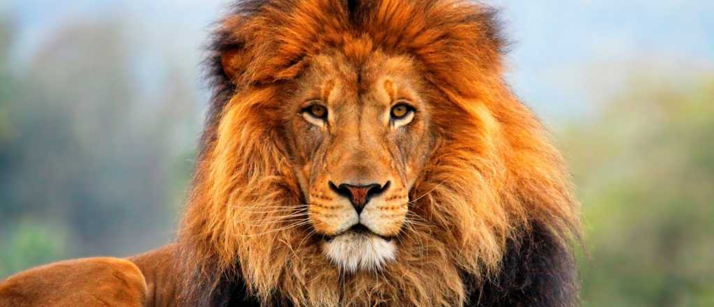 &iquest;Existen las leonas con melena?