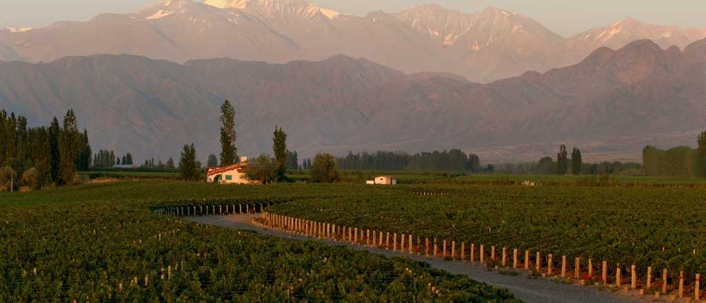 Los 10 vinos argentinos m&aacute;s caros del mundo son mendocinos