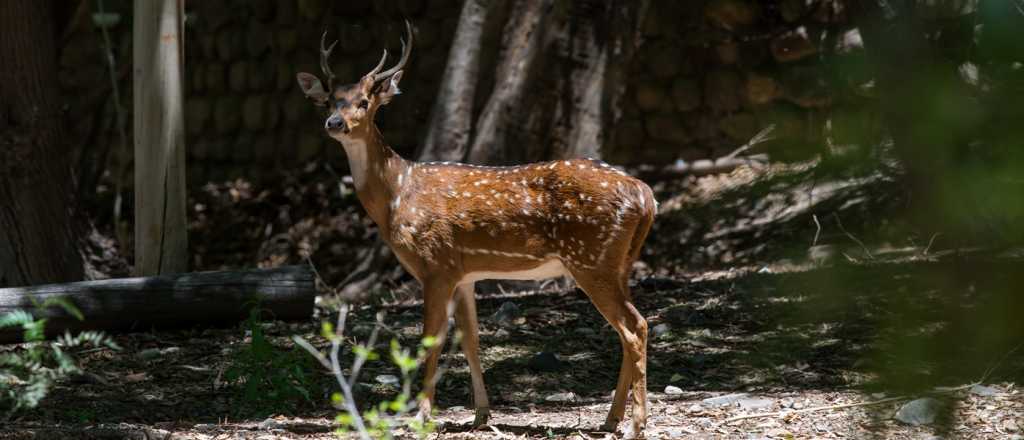Este martes murieron m&aacute;s animales en el Zoo de Mendoza