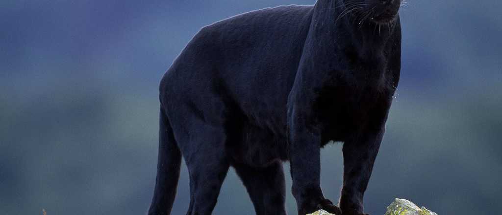 Hoy muri&oacute; la pantera emblem&aacute;tica del Zoo