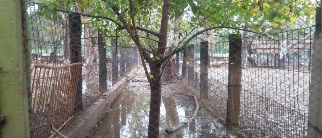 A los gritos, la trataron de "mentirosa" a la directora del Zoo