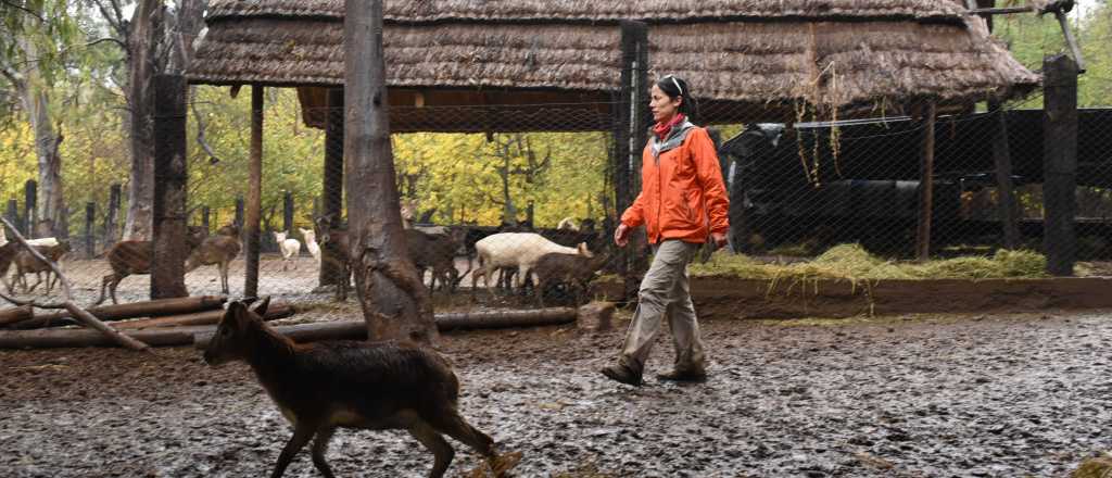 As&iacute; est&aacute; el Zool&oacute;gico de Mendoza tras el cierre