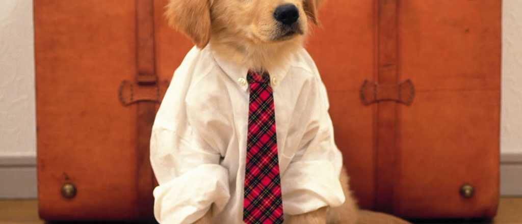 Experto afirma que humanizar a los perros es tambi&eacute;n maltrato animal