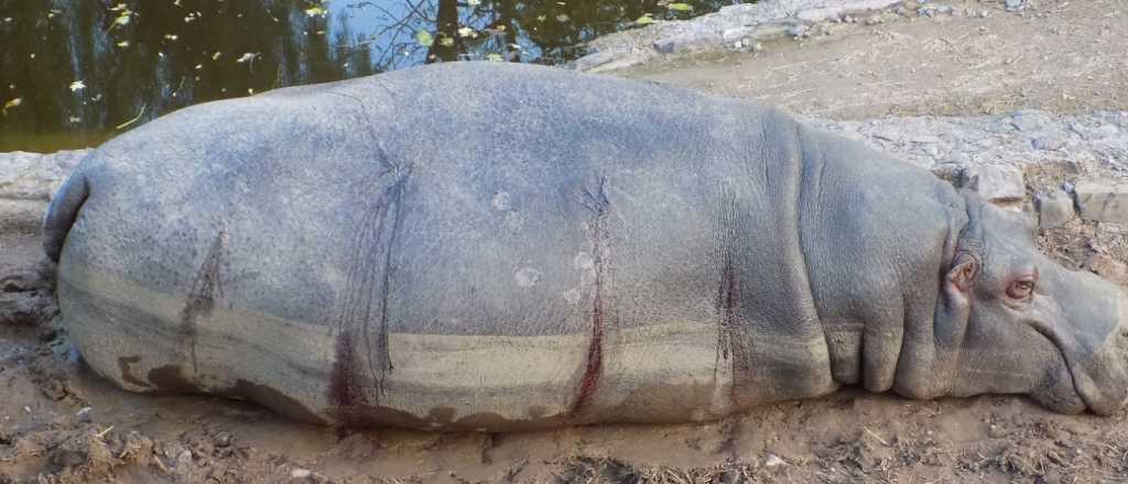 Murió el hipopótamo hembra del ex Zoo de Mendoza