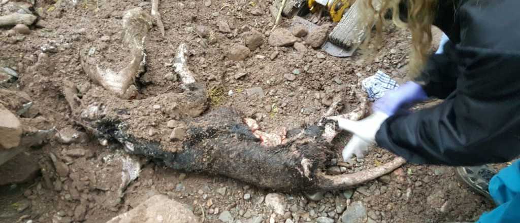 Fin del misterio: desenterraron el cuerpo de la pantera negra del Zoológico