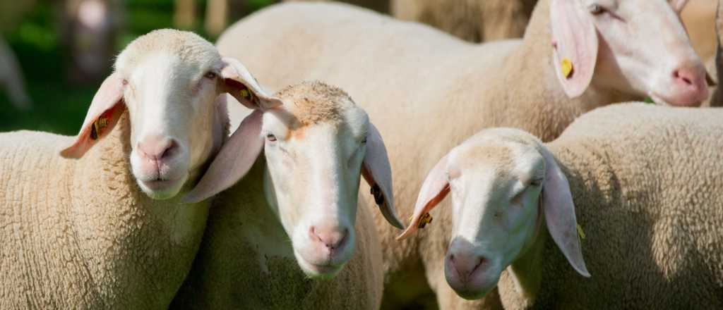Chubut: robaron ovejas y dejaron las cabezas en una tranquera