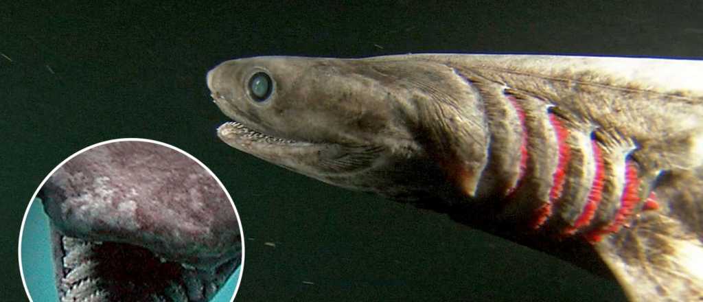 El tiburón anguila, un "fósil viviente" en peligro de extinción