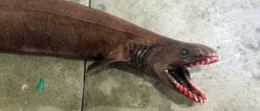 ¿Alien o Jurassic Park? Mirá el raro tiburón capturado en Australia