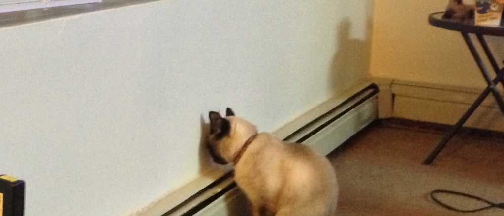 El comportamiento que indica que tu mascota puede estar sufriendo una grave enfermedad