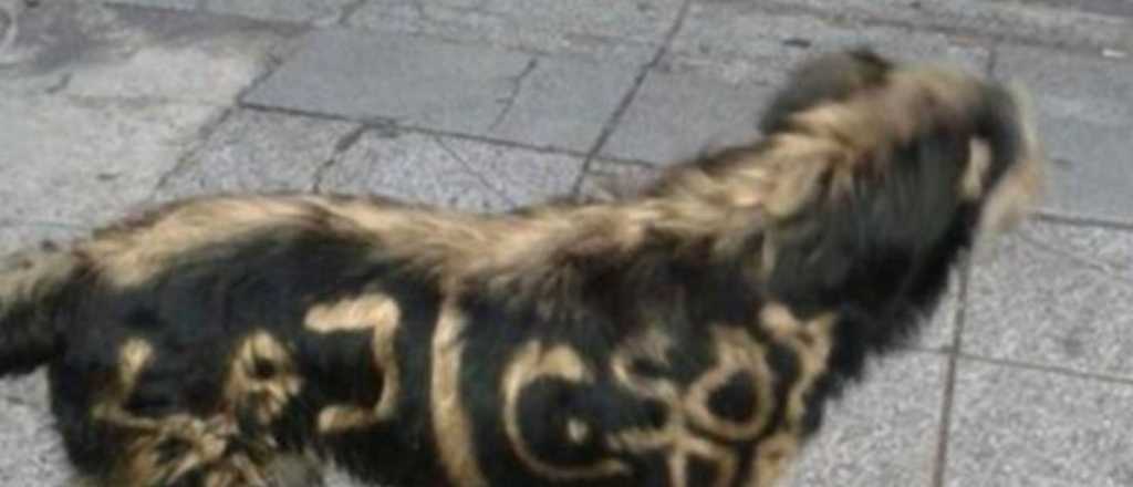 Un hombre prendi&oacute; fuego a un perro porque estaba en la vereda de su casa