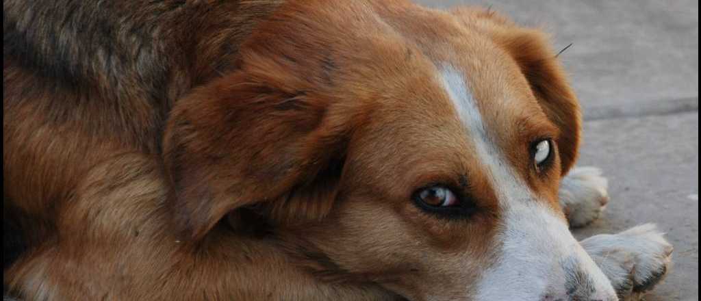 Desmienten la cadena sobre la matanza de perros
