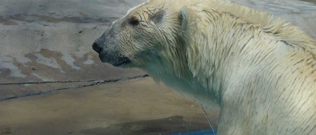 Mendoza y la defensa de sus animales: del oso Arturo al tortugo Jorge