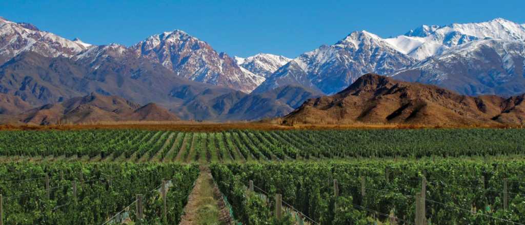Empresario chino compró vino en Mendoza equivalente a 35 mil botellas