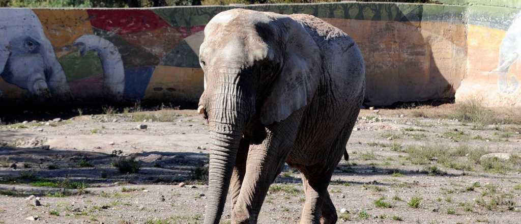 Video: un elefante aplastó y mató a un niño tras acercarse a su manada