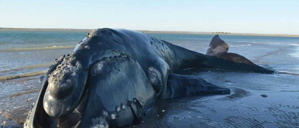 Finalmente murió la ballena que había encallado en Mar del Tuyú