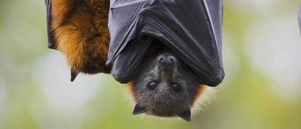 Qué son los accidentes potencialmente rábicos y por qué se duplicaron