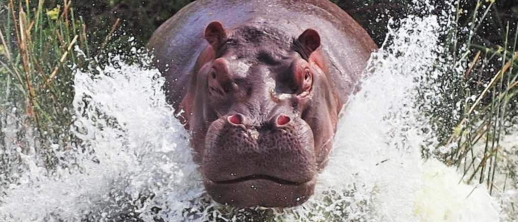 Colombianos preocupados por lo hipop&oacute;tamos asesinos de Escobar