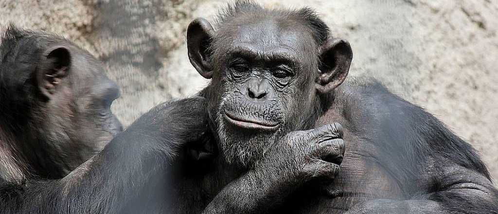 Aceptan cautelar y evitan trasladar a la chimpancé Cecilia a Brasil 